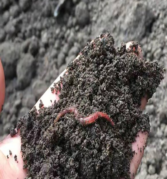 蚯蚓粪的作用与功效